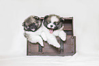 Pomeranian Puppies in front of white background