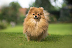red Pomeranian