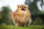 red Pomeranian