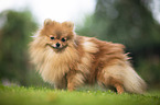 red Pomeranian