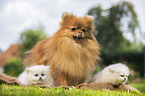 Pomeranian and British Longhair Kitten