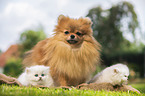 Pomeranian and British Longhair Kitten