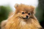 red Pomeranian
