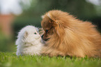 Pomeranian and British Longhair Kitten