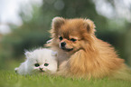 Pomeranian and British Longhair Kitten