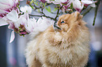 Pomeranian
