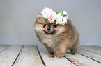Pomeranian with wreath of flowers