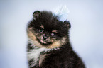 Pomeranian puppy portrait