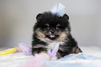 Pomeranian puppy