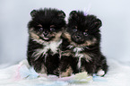 Pomeranian puppies