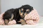 lying Pomeranian puppy