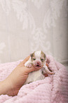 6 days old Pomeranian puppy