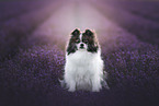 male Miniature Spitz