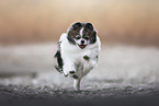 miniature spitz
