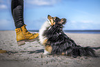 German Miniature Spitz