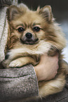 Pomeranian