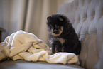Pomeranian Puppy