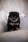 Pomeranian Puppy