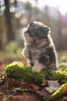 Pomeranian Puppy