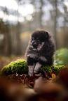 Pomeranian Puppy