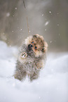 Pomeranian puppy in winter