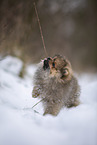 Pomeranian puppy in winter