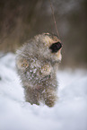 Pomeranian puppy in winter