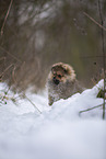 Pomeranian puppy in winter