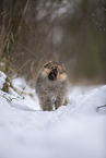 Pomeranian puppy in winter