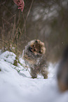 Pomeranian puppy in winter