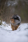 male Pomeranian