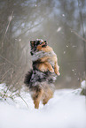 male Pomeranian