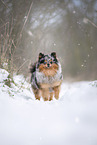 male Pomeranian