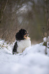 female Pomeranian