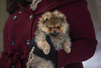 Pomeranian puppy in winter