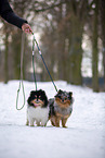 male Pomeranian