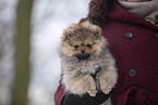 Pomeranian puppy in winter