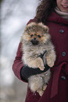 Pomeranian puppy in winter