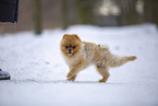 young male Pomeranian