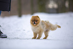 young male Pomeranian
