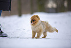 young male Pomeranian