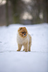 young male Pomeranian