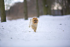 young male Pomeranian