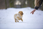 young male Pomeranian