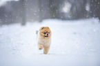 young male Pomeranian