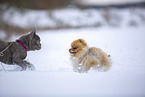 young male Pomeranian