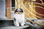male Pomeranian
