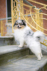 male Pomeranian