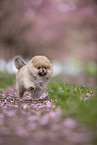 Pomeranian puppy in cherry blossom