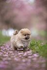 Pomeranian puppy in cherry blossom